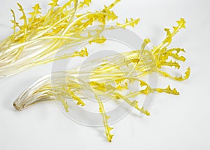 French Salad called Barbe de Capucin, cichorium intybus, Leaves against White Background