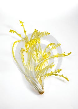 French Salad called Barbe de Capucin, cichorium intybus, Leaves against White Background photo