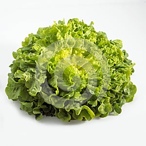 FRENCH SALAD CALLED CORNE DE CERF lactuca sativa AGAINST WHITE BACKGROUND