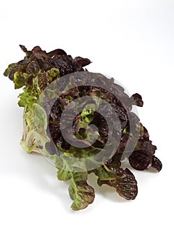 French Salad called Corne de Cerf, lactuca sativa against White Background