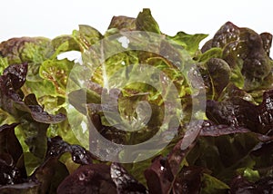 French Salad called Corne de Cerf, lactuca sativa against White Background