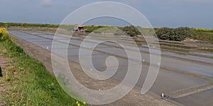 French salt marsh in Guerande France