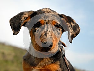 French shepherd arlequin