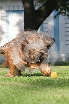 French shepherd briard, ball plaing