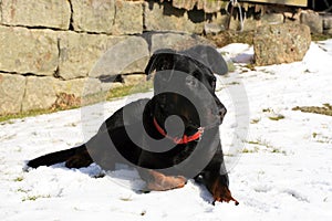 French Shepherd dog Beauceron