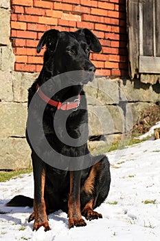 French Shepherd dog Beauceron