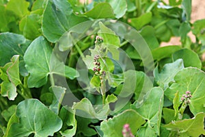 French sorrel in the garden