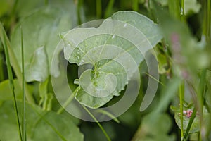 French sorrel plant in the garden