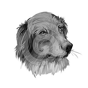 French Spaniel dog breed digital art illustration isolated on white. Popular puppy portrait with text. Cute pet hand drawn