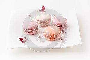 French sweet delicacy, macaroons cookies