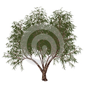 French tamarisk, tamarix gallica, tree - 3D render