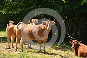 French Tarentaise dairy cattle
