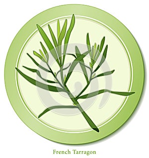 French Tarragon Herb