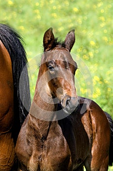 French Trotter, Foal in Paddock, Normandy