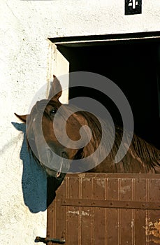 French Trotter Horse, Head at Loose Box`s Door