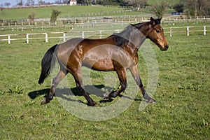 French Trotter Horse, Male standing in Paddock, Normandy