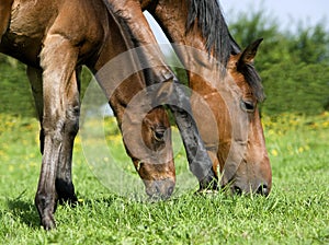 French Trotter Horse, Mare with Foal eating Grass, Normandy