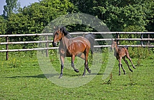 French Trotter Horse, Mare with Foal, Normandy