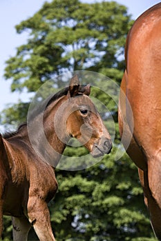 French Trotter Horse, Mare with Foal, Normandy