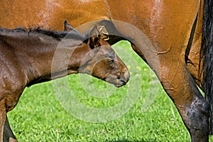 French Trotter Horse, Mare with Foal, Normandy