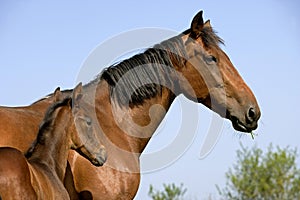 French Trotter Horse, Mare with Foal, Normandy