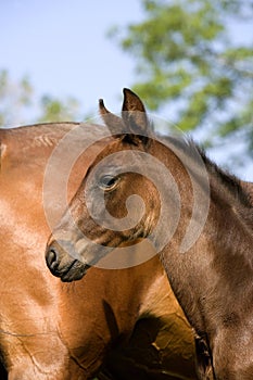 French Trotter Horse, Mare and Foal, Normandy