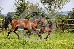 French Trotter Horse, Mare and Foal, Normandy