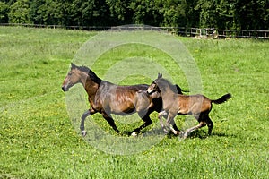 French Trotter Horse, Mare and Foal, Normandy