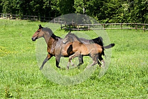 French Trotter Horse, Mare and Foal, Normandy