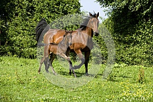 French Trotter Horse, Mare and Foal, Normandy