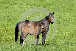 French Trotter Horse, Mare with Foal standing in Meadow, Normandy