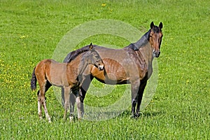 French Trotter Horse, Mare with Foal standing in Measow, Normandy