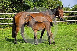 French Trotter Horse, Mare with Foal standing in Paddock, Normandy