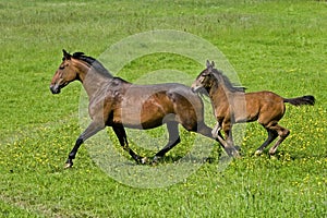 French Trotter Horse, Mare with Foal Trotting through Meadow, Normandy