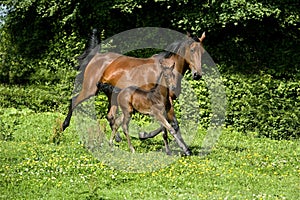 French Trotter Horse, Mare with Foal Trotting through Meadow, Normandy