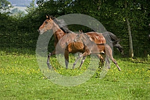 French Trotter Horse, Mare with Foal Trotting throught Meadow, Normandy