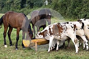 French trotter horse and Normandy Cow, Domestic Cattle