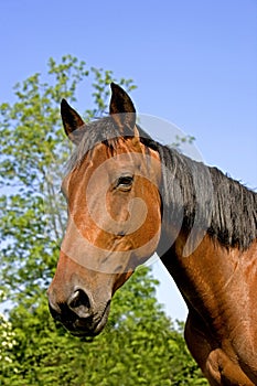 French Trotter Horse, Portrait of Mare, Normandy