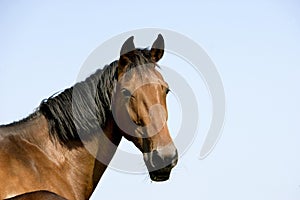 French Trotter Horse, Portrait of Mare, Normandy