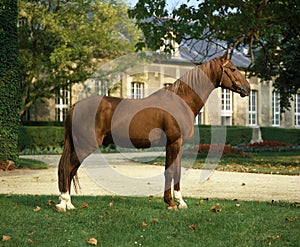 French Trotter Horse, Stallion at Haras de Compiegne in France