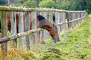 French Trotter, Male eating Grass outside its Paddock, Normandy