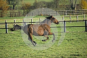 French Trotter, Male Galloping in Paddock, Normandy