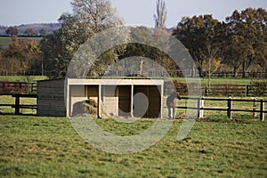 French Trotter, Male near Horse Shelter in Paddock, Normandy