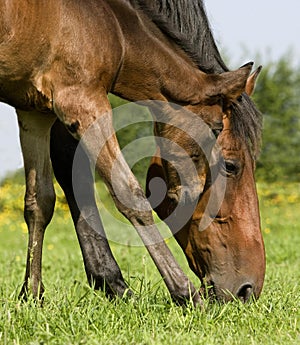French Trotter, Mare with Foal eating Grass in Paddock, Normandy