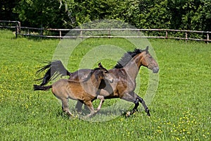 French Trotter, Mare with Foal Galloping through Paddock, Normandy