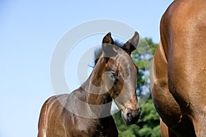 French Trotter, Mare with Foal, Normandy