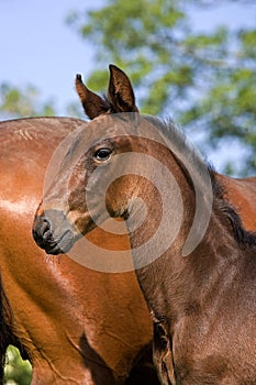 French Trotter, Mare with Foal in Paddock, Normandy