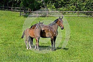 French Trotter, Mare with Foal standing in Paddock, Normandy