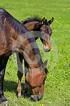 French Trotter, Mare with Foal standing in Paddock, Normandy