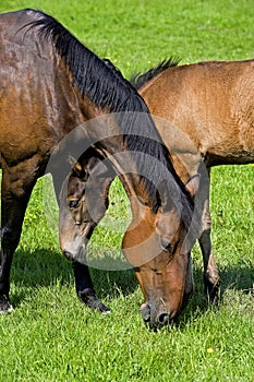 French Trotter, Mare with Foal standing in Paddock, Normandy